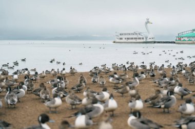 Lake Inawashiro in winter with tourists sightseeing boat and teal Ducks and Swan in Fukushima Prefecture, Tohoku Region, Japan. Landmark for tourist attractions and vacation holiday concept clipart