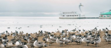 Japonya 'nın Tohoku Bölgesi' nde, Fukushima Bölgesi 'nde turistlerin gezdiği Inawashiro Gölü turistik tekne ve deniz mavisi ördekleri ile Kuğu Gölü. Turistik yerler ve tatil konsepti için dönüm noktası