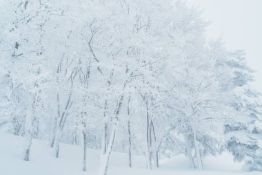 Japonya 'nın Yamagata bölgesindeki Zao Dağı' nda kar canavarının kış günü görüntüsü. Soğuk havayla kaplı kar tozu. Seyahat, macera ve tatil geçmişi
