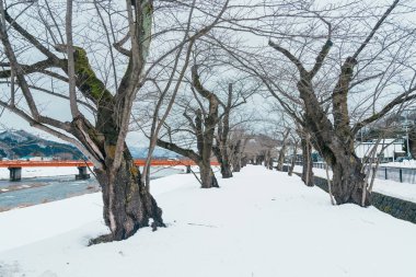 Kış mevsiminde Yokomachi Köprüsü ile Hinokinai Nehri nehir kıyısı. Karlı ve dağlı güzel sakura ağaçları Kakunodate kasabası, Semboku Bölgesi, Akita Bölgesi, Japonya 'da bulunur.