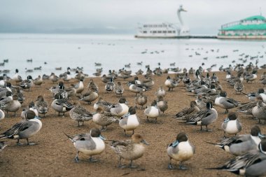 Japonya 'nın Tohoku Bölgesi' nde, Fukushima Bölgesi 'nde turistlerin gezdiği Inawashiro Gölü turistik tekne ve deniz mavisi ördekleri ile Kuğu Gölü. Turistik yerler ve tatil konsepti için dönüm noktası