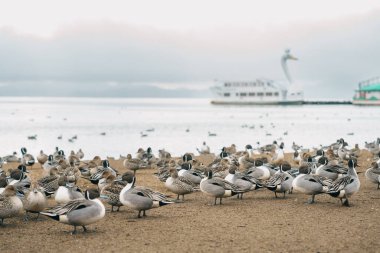 Japonya 'nın Tohoku Bölgesi' nde, Fukushima Bölgesi 'nde turistlerin gezdiği Inawashiro Gölü turistik tekne ve deniz mavisi ördekleri ile Kuğu Gölü. Turistik yerler ve tatil konsepti için dönüm noktası