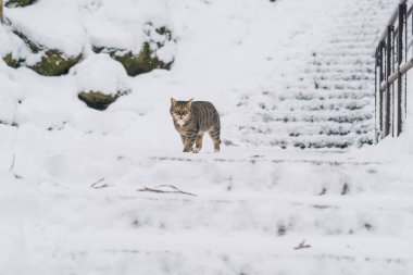 A Cute cat walking on snow in winter from Yamadera temple, the popular name for the Buddhist temple of Risshakuji located in Yamagata City, in Yamagata Prefecture, Tohuku, Japan clipart