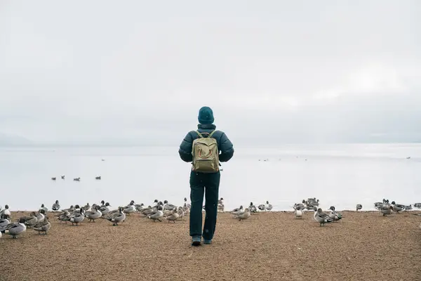 stock image Woman tourist travel Lake Inawashiro in winter, Traveler sightseeing Ducks, Swan and bird in Fukushima Prefecture, Tohoku Region, Japan. Landmark travel and adventure vacation concept