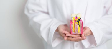 Diş Anatomisi Modeli olan bir dişçi. Ağız çürüğü ve hastalık, tartarı kazıyın. Mart Sağlığı, Diş Hekimi Günü, Takma Diş. Diş Ağrısı ve Çocuk Diş Sağlığı Ayı ve Diş Sağlığı Günü