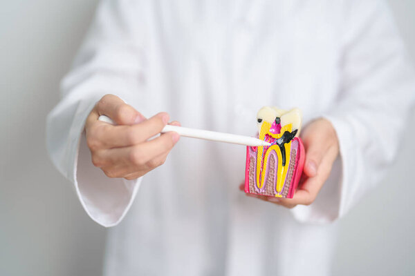 Dentist with tooth Anatomy model. Oral Teeth decay and disease, Scrape off tartar. March Oral health, Dentist Day, False Teeth. Toothache and Children Dental Health Month and Orthodontic Health Day