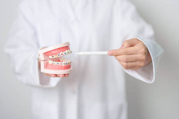 Dentist with Orthodontic tooth model and bracket or brace. Clean and Scrape off tartar. May Orthodontic Health Day, March Oral health, Dentist Day, False Teeth. Toothache and Children Dental Health