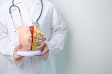 Doktor göğüs anatomisi modelini tutuyor. Göğüs büyütme ameliyatı, Ekim Kanser Farkındalığı ayı, Hamile, Teşhis, Güzellik Kadın Genişlemesi ve Tıbbi Konsept