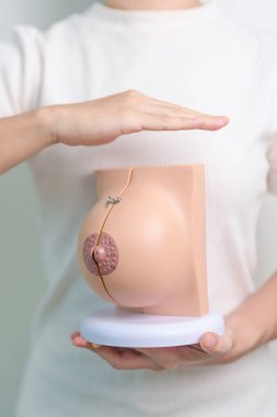 Kadın el kapağı göğüs anatomisi modeli. Göğüs büyütme ameliyatı, Ekim Kanser Farkındalığı ayı, implant, teşhis, kadın büyütme ve tıp eğitimi konsepti.