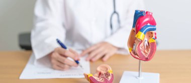 İnsan kalbi anatomisi modeli olan bir doktor. Kardiyovasküler Hastalıklar, Atheroskleroz, Hipertansif Kalp, Valvüler Kalp, Aortopulmoner Pencere, Dünya Kalp Günü ve Sağlık Konsepti