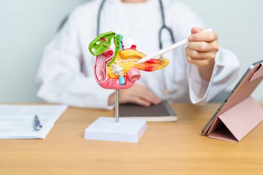 Pankreas, Safra kesesi, Bile Kanalı, Duodenum, ince bağırsak ve tablet olan insan pankreatiti anatomisi olan bir doktor. Pankreas kanseri, akut pankreas iltihabı ve sindirim sistemi.