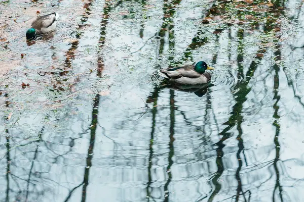 stock image Duck floating on Taisho pond. Kamikochi National Park, Nagano Prefecture, Japan. Landmark for tourists attraction. Japan Travel, Destination and Vacation concept