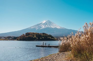 Fuji Dağı ve Kawaguchi Gölü 'ndeki çayır tarlası. Fujisan Dağı Oishi Park, Yamanashi, Japonya. Turistler için dönüm noktası. Japonya Seyahat, Varış, Tatil ve Fuji Dağı konsepti