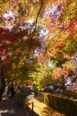 Sonbahar sezonunda Momiji Kairo 'da, mutlu gezginler Kawaguchi Gölü, Yamanashi, Japonya' da Maple Koridoru 'nu geziyor. Turistler için dönüm noktası. Japonya Seyahat, Varış, Tatil 