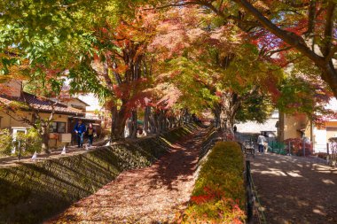 Sonbahar sezonunda Momiji Kairo 'da, mutlu gezginler Kawaguchi Gölü, Yamanashi, Japonya' da Maple Koridoru 'nu geziyor. Turistler için dönüm noktası. Japonya Seyahat, Varış, Tatil 