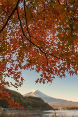 Sonbahar mevsiminde Kawaguchi Gölü 'nde Fuji Dağı manzarası. Fujikawaguchiko Dağı, Yamanashi, Japonya. Turistler için dönüm noktası. Japonya Seyahat, Varış, Tatil ve Fuji Dağı konsepti