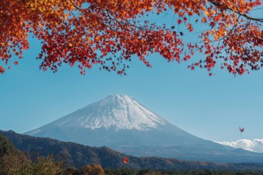 Sonbahar sezonunda Saiko Iyashino Sato Nenba 'da Fuji Dağı manzarası. Fujikawaguchiko Dağı, Yamanashi, Japonya. Turistler için dönüm noktası. Japonya Seyahat, Varış, Tatil ve Fuji Dağı Günü