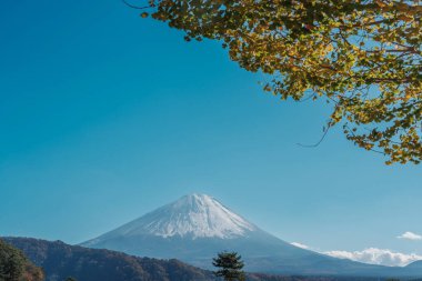 Mount Fuji view at Saiko Iyashino Sato Nenba in Autumn season. Mt Fujisan in Fujikawaguchiko, Yamanashi, Japan. Landmark for tourists attraction. Japan Travel, Destination, Vacation and Mount Fuji Day clipart