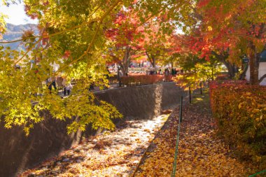 Sonbahar sezonunda Momiji Kairo 'da, mutlu gezginler Kawaguchi Gölü, Yamanashi, Japonya' da Maple Koridoru 'nu geziyor. Turistler için dönüm noktası. Japonya Seyahat, Varış, Tatil 
