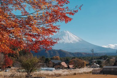 Sonbahar sezonunda Saiko Iyashino Sato Nenba 'da Fuji Dağı manzarası. Fujikawaguchiko Dağı, Yamanashi, Japonya. Turistler için dönüm noktası. Japonya Seyahat, Varış, Tatil ve Fuji Dağı Günü