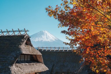 Sonbahar sezonunda Saiko Iyashino Sato Nenba 'da Fuji Dağı manzarası. Fujikawaguchiko Dağı, Yamanashi, Japonya. Turistler için dönüm noktası. Japonya Seyahat, Varış, Tatil ve Fuji Dağı Günü