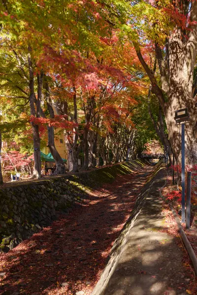 Sonbahar sezonunda Momiji Kairo 'da, mutlu gezginler Kawaguchi Gölü, Yamanashi, Japonya' da Maple Koridoru 'nu geziyor. Turistler için dönüm noktası. Japonya Seyahat, Varış, Tatil 