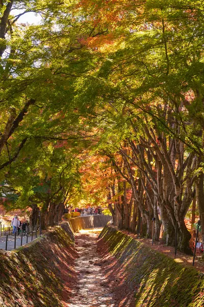 Sonbahar sezonunda Momiji Kairo 'da, mutlu gezginler Kawaguchi Gölü, Yamanashi, Japonya' da Maple Koridoru 'nu geziyor. Turistler için dönüm noktası. Japonya Seyahat, Varış, Tatil 