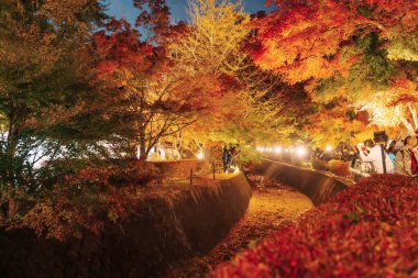 Sonbahar sezonunda Momiji Kairo 'yu gezen turistler, mutlu gezginler Kawaguchi Gölü, Yamanashi, Japonya' da Maple Koridoru 'nu gezerler. Yamanashi, Japonya, 14 Kasım 2023