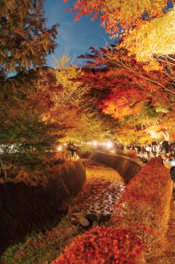 Sonbahar sezonunda Momiji Kairo 'yu gezen turistler, mutlu gezginler Kawaguchi Gölü, Yamanashi, Japonya' da Maple Koridoru 'nu gezerler. Yamanashi, Japonya, 14 Kasım 2023