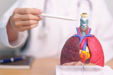 Doktor Thyroid ve Solunum Sistemi Krikoidi Hastalıklar için anatomi. Akciğer kanseri, astım, kronik obstrüktif akciğer, bronşit, amfizem, kistik fibrozis, bronşizektazi ve zatürree.