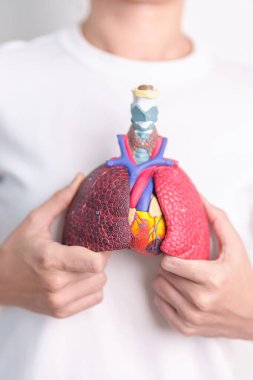 Kadın solunum sistemi anatomisini tutuyor. Akciğer kanseri, astım, kronik obstrüktif pulmoner ya da KOAH, bronşit, amfizem, kistik fibrozis, bronşizektazi, zatürree ve plevral efüzyon.