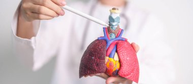 Doktor, Solunum Sistemi Anatomisi Hastalıkları için Thyroid 'i işaret ediyor. Akciğer kanseri, astım, kronik obstrüktif akciğer veya KOAH, bronşit, amfizem, kistik fibrozis, bronşiyektazi ve zatürree.