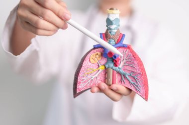 Sigara içen doktor ve normal akciğer anatomisi. Akciğer kanseri, astım, kronik obstrüktif akciğer veya KOAH, bronşit, amfizem, kistik fibrozis, bronşizesis, zatürree ve dünya akciğer günü.