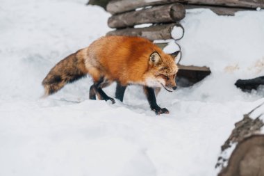 Cute fox on snow in winter season at Zao fox village, Miyagi prefecture, Japan. landmark and popular for tourists attraction near Sendai, Tohoku region, Japan. Travel and Vacation concept clipart