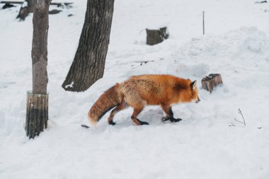 Cute fox on snow in winter season at Zao fox village, Miyagi prefecture, Japan. landmark and popular for tourists attraction near Sendai, Tohoku region, Japan. Travel and Vacation concept clipart