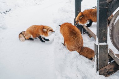 Cute fox on snow in winter season at Zao fox village, Miyagi prefecture, Japan. landmark and popular for tourists attraction near Sendai, Tohoku region, Japan. Travel and Vacation concept clipart