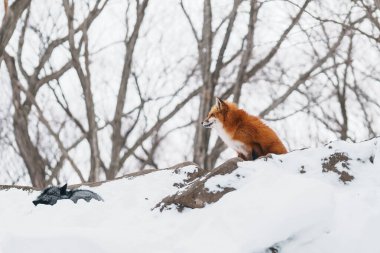 Japonya 'nın Miyagi bölgesindeki Zao Fox Köyü' nde kış mevsiminde kar yağan sevimli tilki. Japonya 'nın Sendai, Tohoku bölgesi yakınlarındaki turistler için bir dönüm noktası ve popüler. Seyahat ve Tatil kavramı