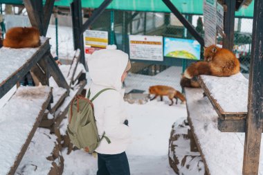 Woman tourist with Cute fox on snow in winter season at Zao fox village, traveler sightseeing Miyagi prefecture. landmark and popular for attraction near Sendai, Tohoku, Japan. Travel and Vacation clipart