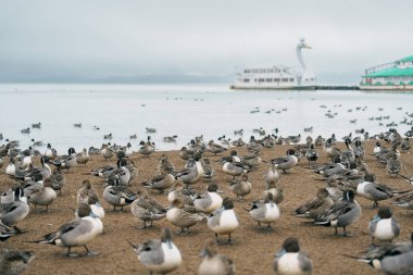 Japonya 'nın Tohoku Bölgesi' nde, Fukushima Bölgesi 'nde turistlerin gezdiği Inawashiro Gölü turistik tekne ve deniz mavisi ördekleri ile Kuğu Gölü. Turistik yerler ve tatil konsepti için dönüm noktası