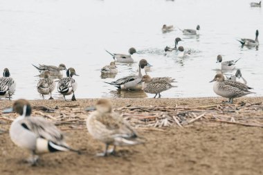 Japonya 'nın Tohoku bölgesindeki Fukushima Bölgesi' nde kışın Inawashiro Gölü 'nde ördekler ve kuğular. Turistik yerler ve tatil konsepti için dönüm noktası