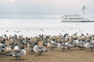 Japonya 'nın Tohoku Bölgesi' nde, Fukushima Bölgesi 'nde turistlerin gezdiği Inawashiro Gölü turistik tekne ve deniz mavisi ördekleri ile Kuğu Gölü. Turistik yerler ve tatil konsepti için dönüm noktası