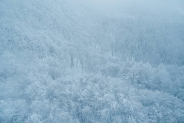 View of Snow monster in Winter day at Mount Zao ski resort, Yamagata prefecture, Japan. powder snow covered in frosty weather. Travel, Adventure and Vacation background clipart