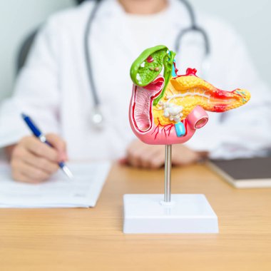 Pankreas, safra kesesi, Bile Duct, Duodenum, ince bağırsak ile insan pankreatiti anatomisi modeli olan bir doktor. Pankreas kanseri, Akut ve Kronik pankreas iltihabı, Sindirim Sistemi ve Sağlık Konsepti