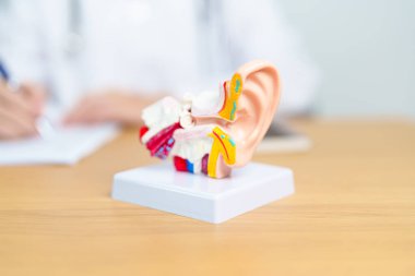 İnsan kulağı anatomisi modeli olan bir doktor. Kulak hastalığı, Atresia, Otitis Media, Pertorated Eardrum, Meniere sendromu, otolaryngologist, Yaşlanan İşitme Kaybı, Schwannoma ve Sağlık