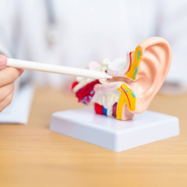 İnsan kulağı anatomisi modeli olan bir doktor. Kulak hastalığı, Atresia, Otitis Media, Pertorated Eardrum, Meniere sendromu, otolaryngologist, Yaşlanan İşitme Kaybı, Schwannoma ve Sağlık