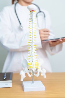 İnsan omurga anatomisi modeli olan bir doktor. Omurilik Bozukluğu ve Hastalık, Sırt Ağrısı, Lumbar, Sacral leğen kemiği, Servikal Boyun, Torasik, Coccyx, Ortopedi, Masaj, Ofis Sendromu ve Sağlık Sendromu