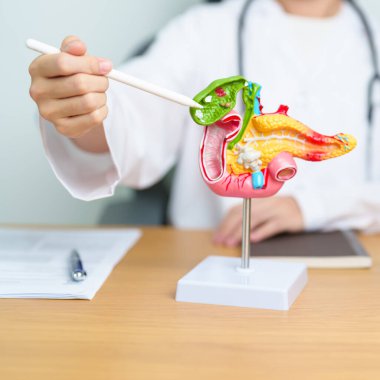 Pankreas, Safra kesesi, Bile Kanalı, Duodenum, ince bağırsak ve tablet olan insan pankreatiti anatomisi olan bir doktor. Pankreas kanseri, akut pankreas iltihabı ve sindirim sistemi.