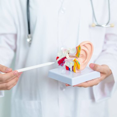 İnsan kulağı anatomisi modeli olan bir doktor. Kulak hastalığı, Atresia, Otitis Media, Pertorated Eardrum, Meniere sendromu, otolaryngologist, Yaşlanan İşitme Kaybı, Schwannoma ve Sağlık