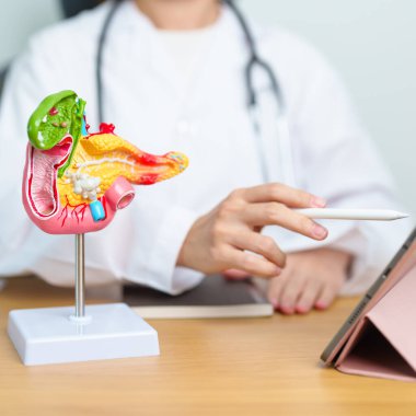 Pankreas, Safra kesesi, Bile Kanalı, Duodenum, ince bağırsak ve tablet olan insan pankreatiti anatomisi olan bir doktor. Pankreas kanseri, akut pankreas iltihabı ve sindirim sistemi.