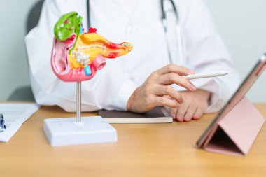 Pankreas, Safra kesesi, Bile Kanalı, Duodenum, ince bağırsak ve tablet olan insan pankreatiti anatomisi olan bir doktor. Pankreas kanseri, akut pankreas iltihabı ve sindirim sistemi.